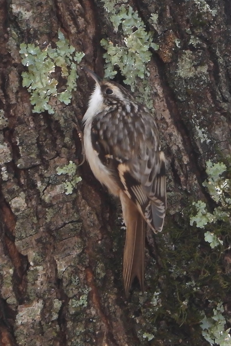 Brown Creeper - ML626663866