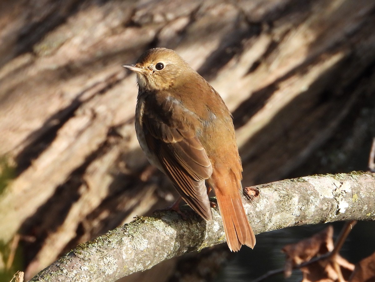 Hermit Thrush - ML626663941