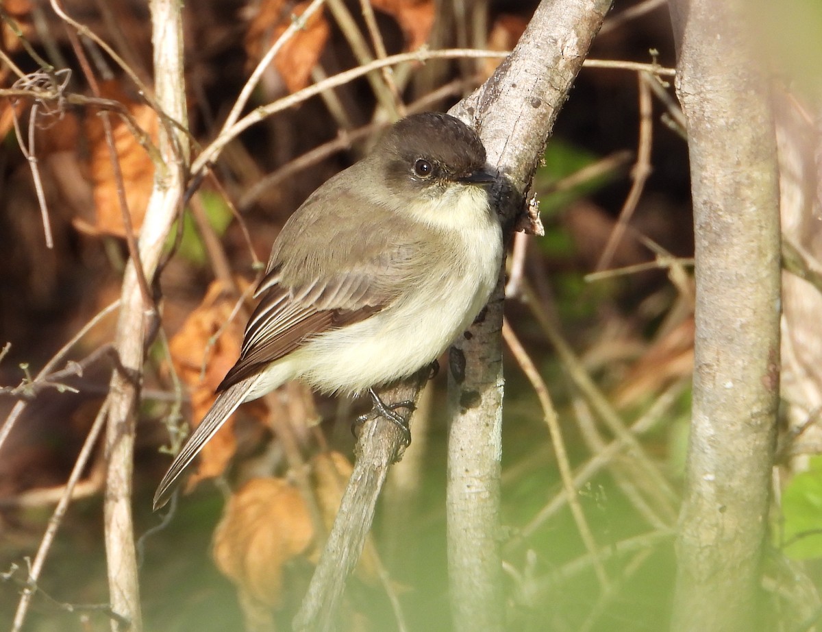 Eastern Phoebe - ML626663959