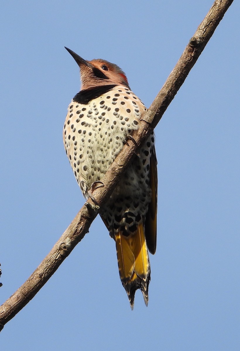 Northern Flicker - ML626663989
