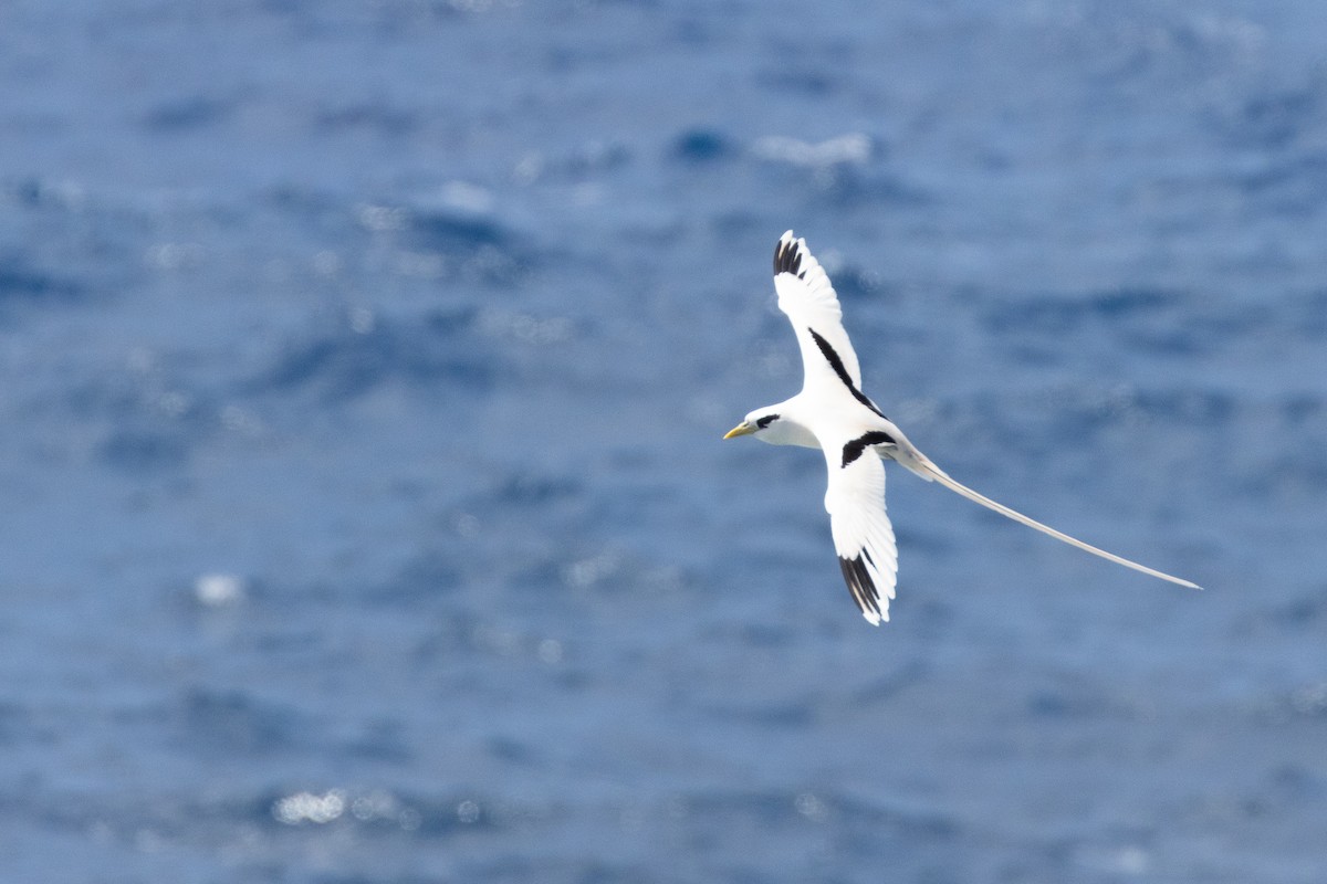 faeton pruhokřídlý - ML626664378