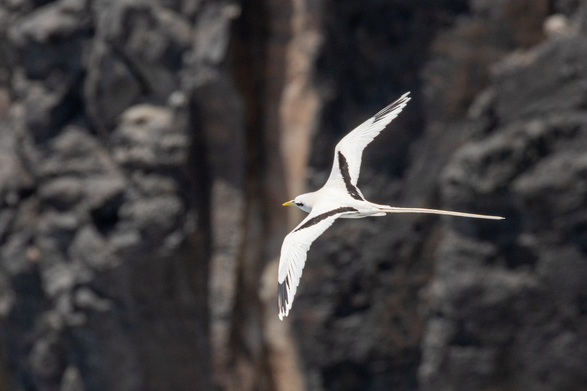 faeton pruhokřídlý - ML626664379