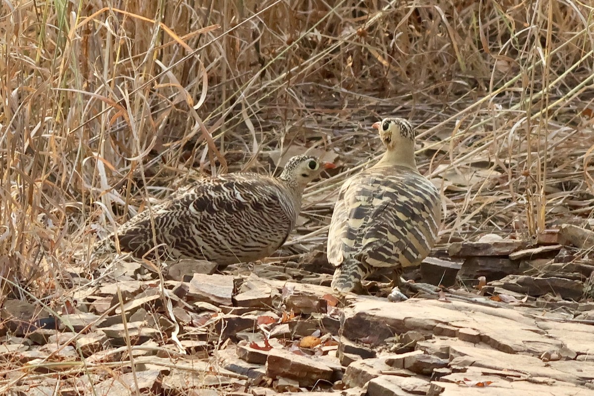 Painted Sandgrouse - ML626664381