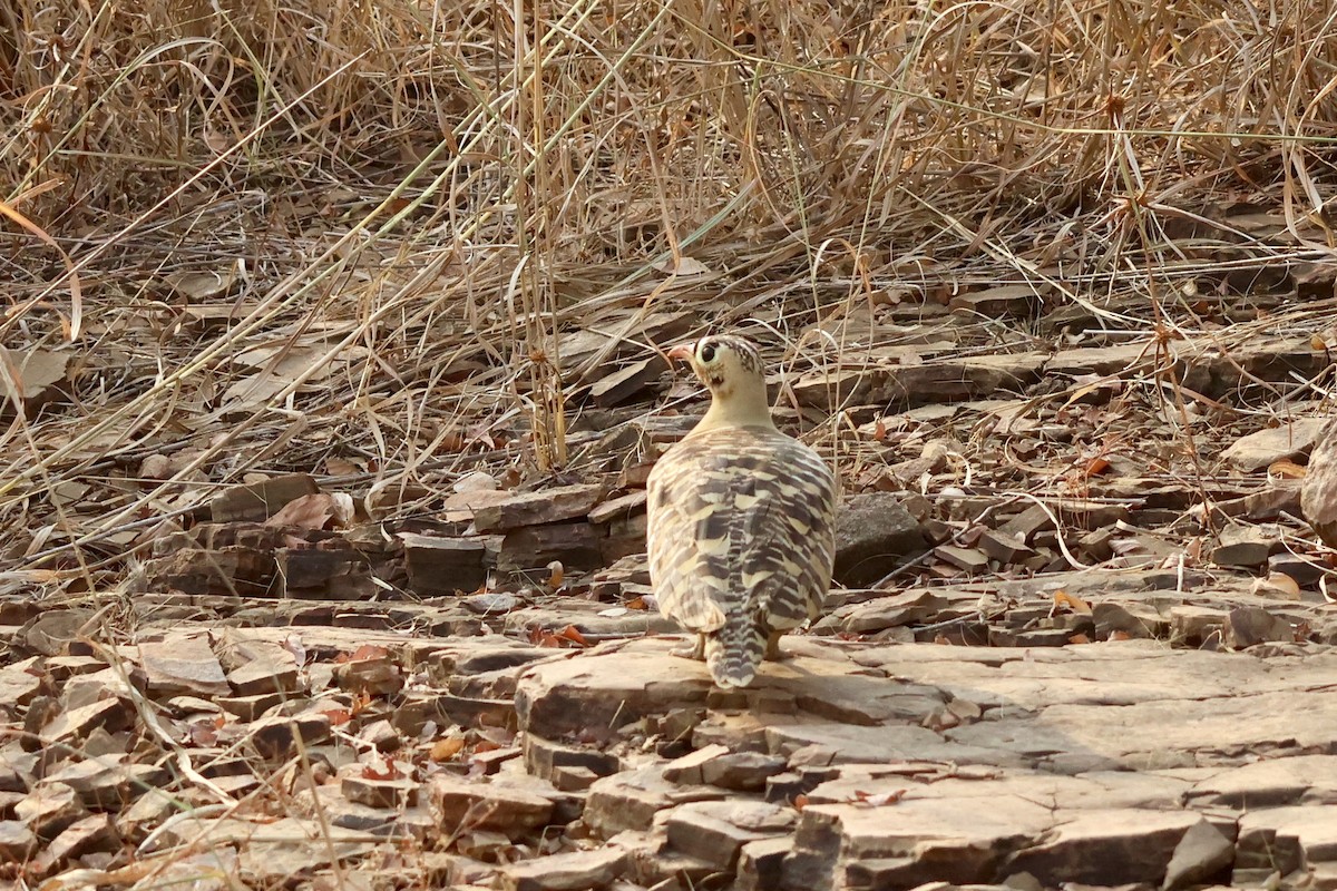 Painted Sandgrouse - ML626664382