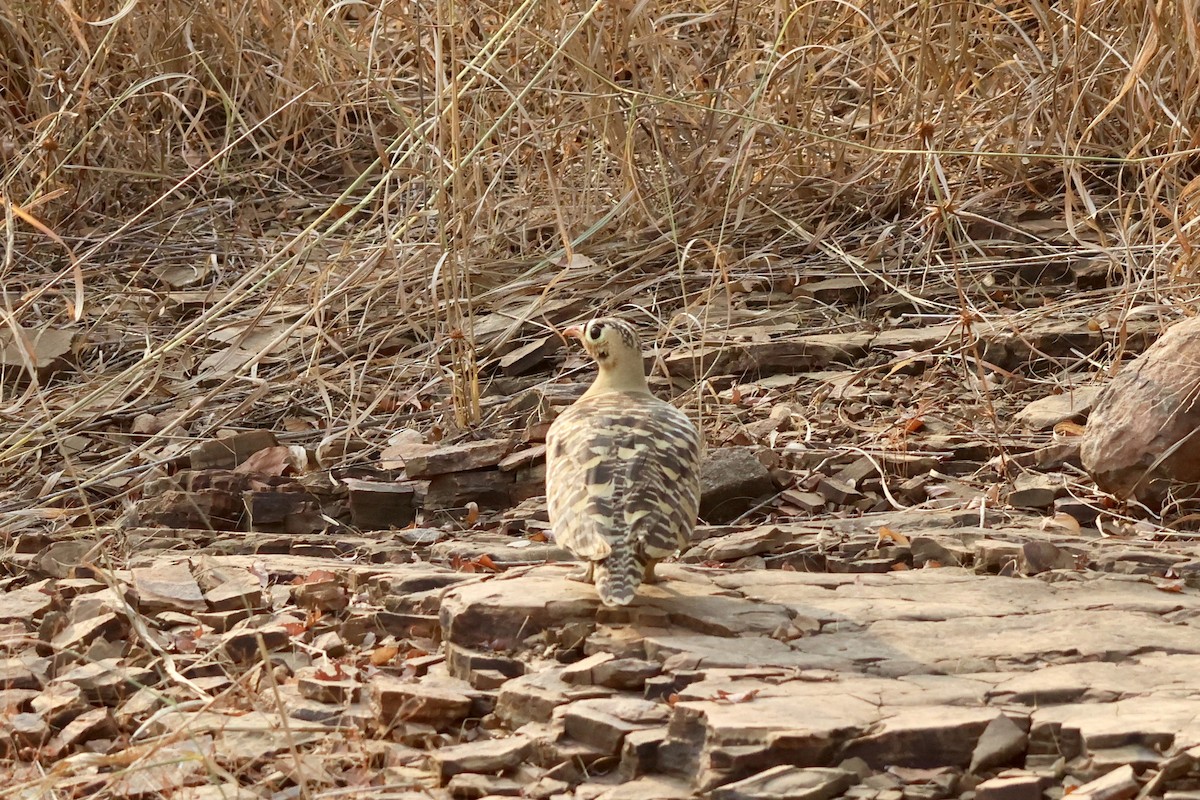 Painted Sandgrouse - ML626664383