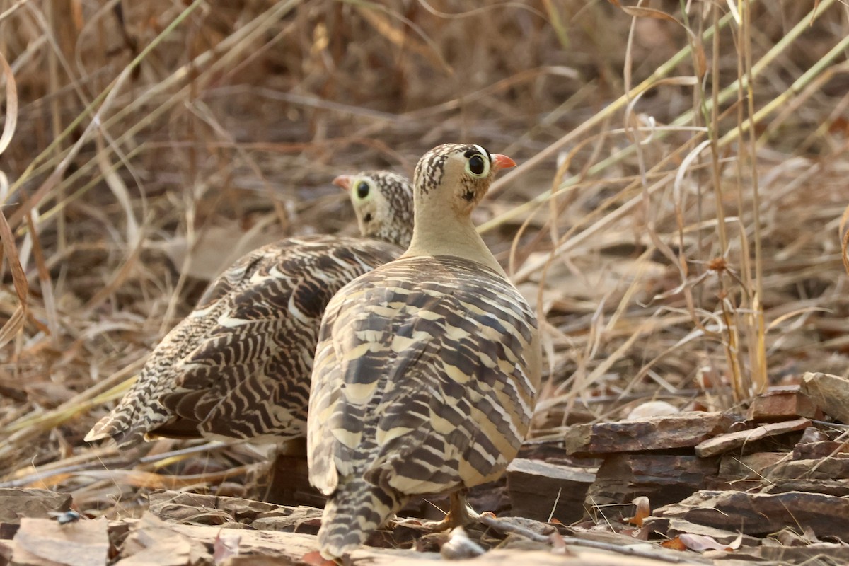 Painted Sandgrouse - ML626664384