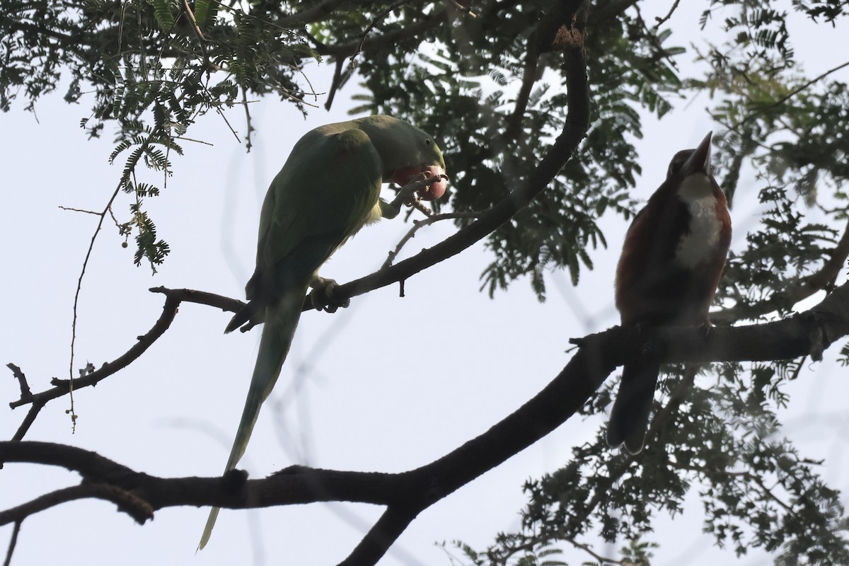 Alexandrine Parakeet - ML626664546