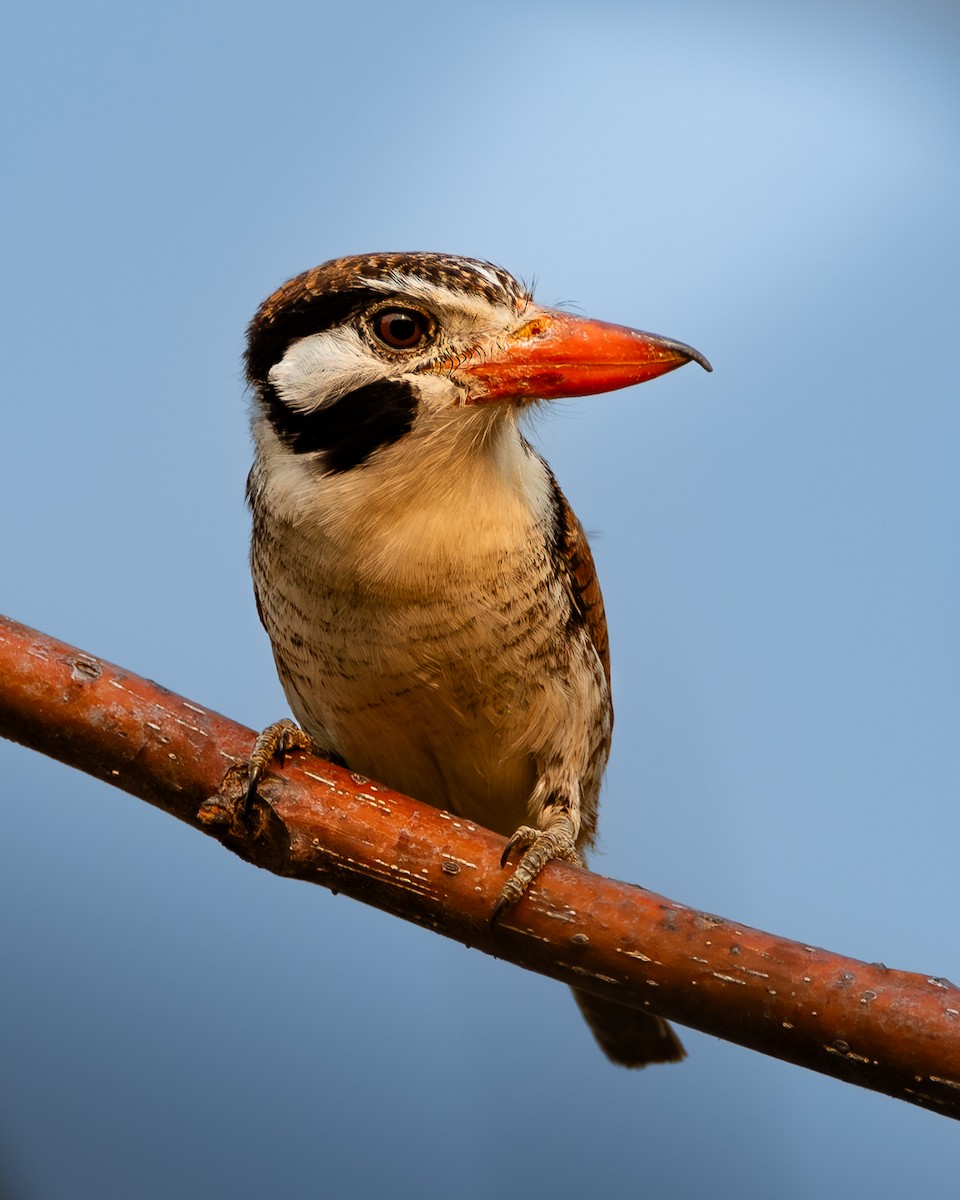 White-eared Puffbird - ML626664592