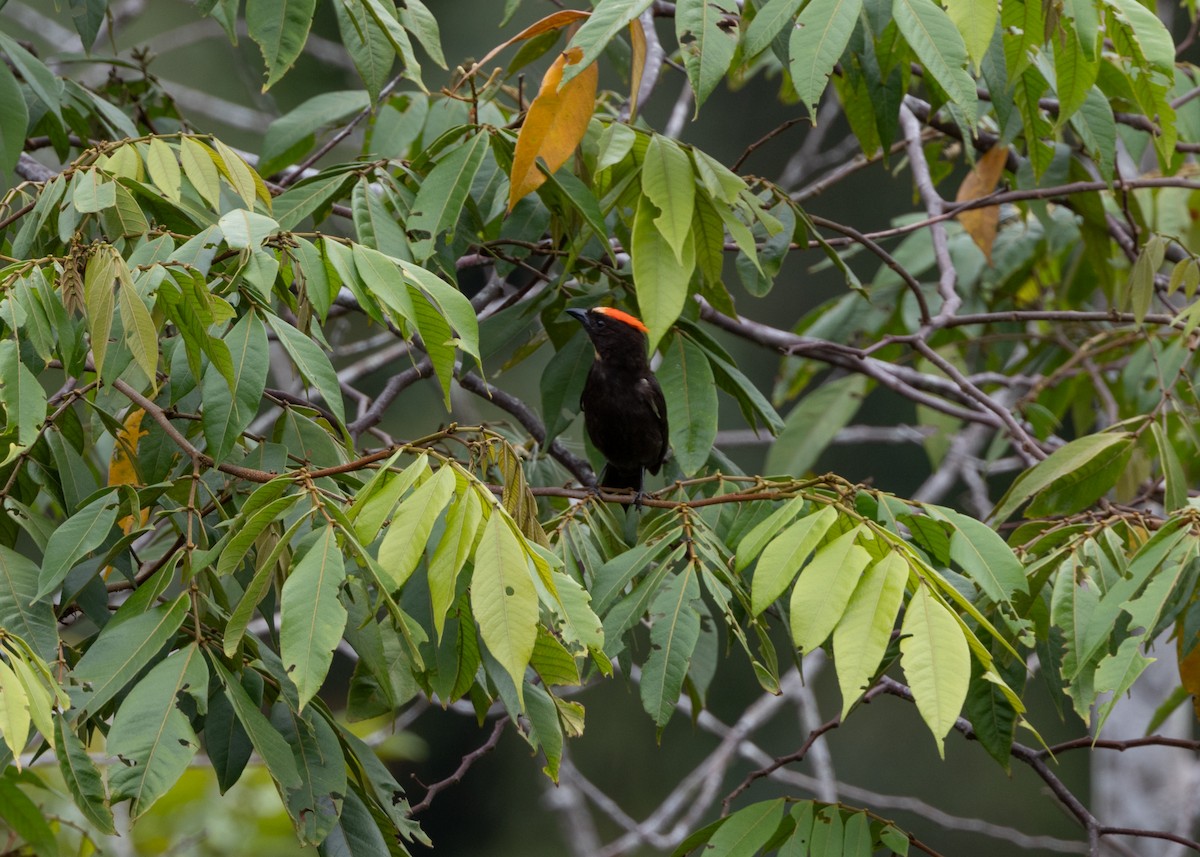 Flame-crested Tanager (Flame-crested) - ML626665052