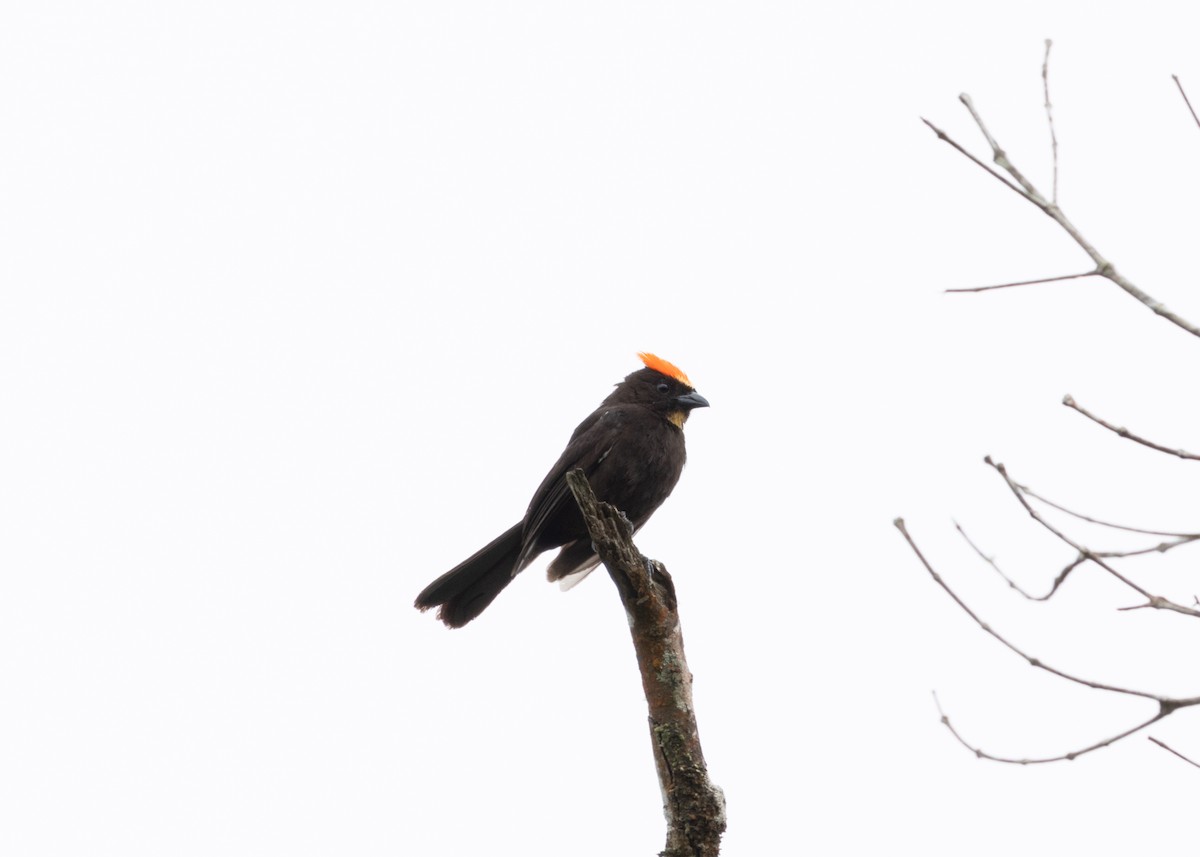 Flame-crested Tanager (Flame-crested) - ML626665063