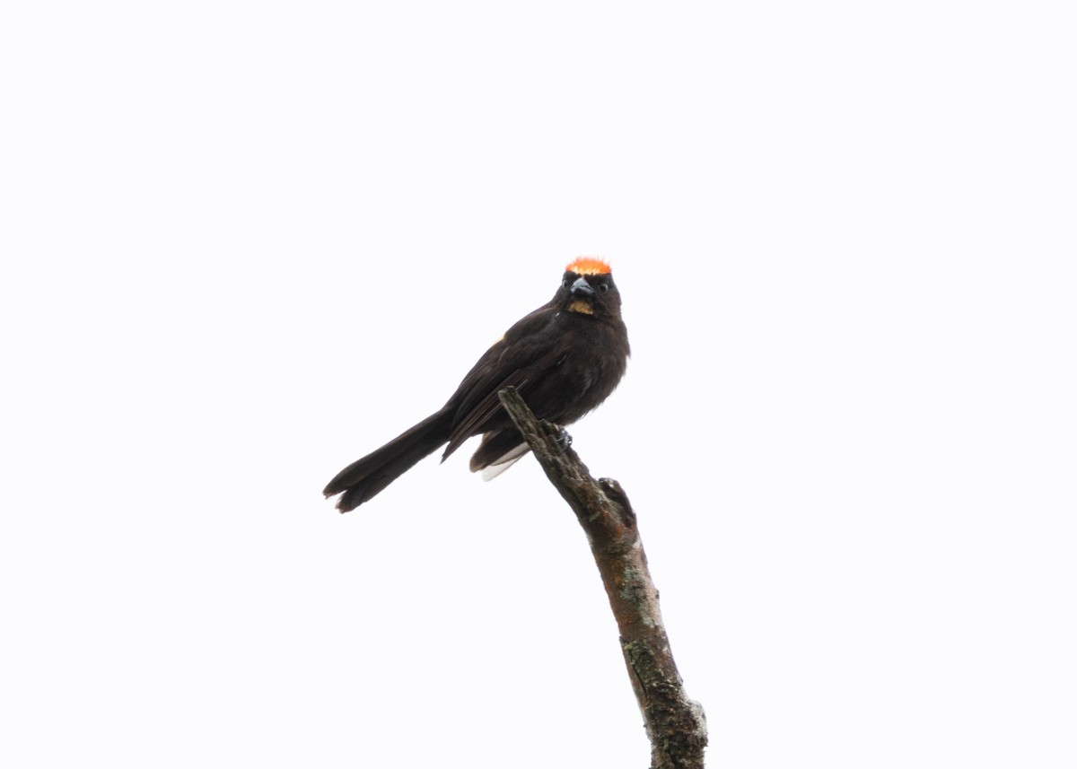 Flame-crested Tanager (Flame-crested) - ML626665077