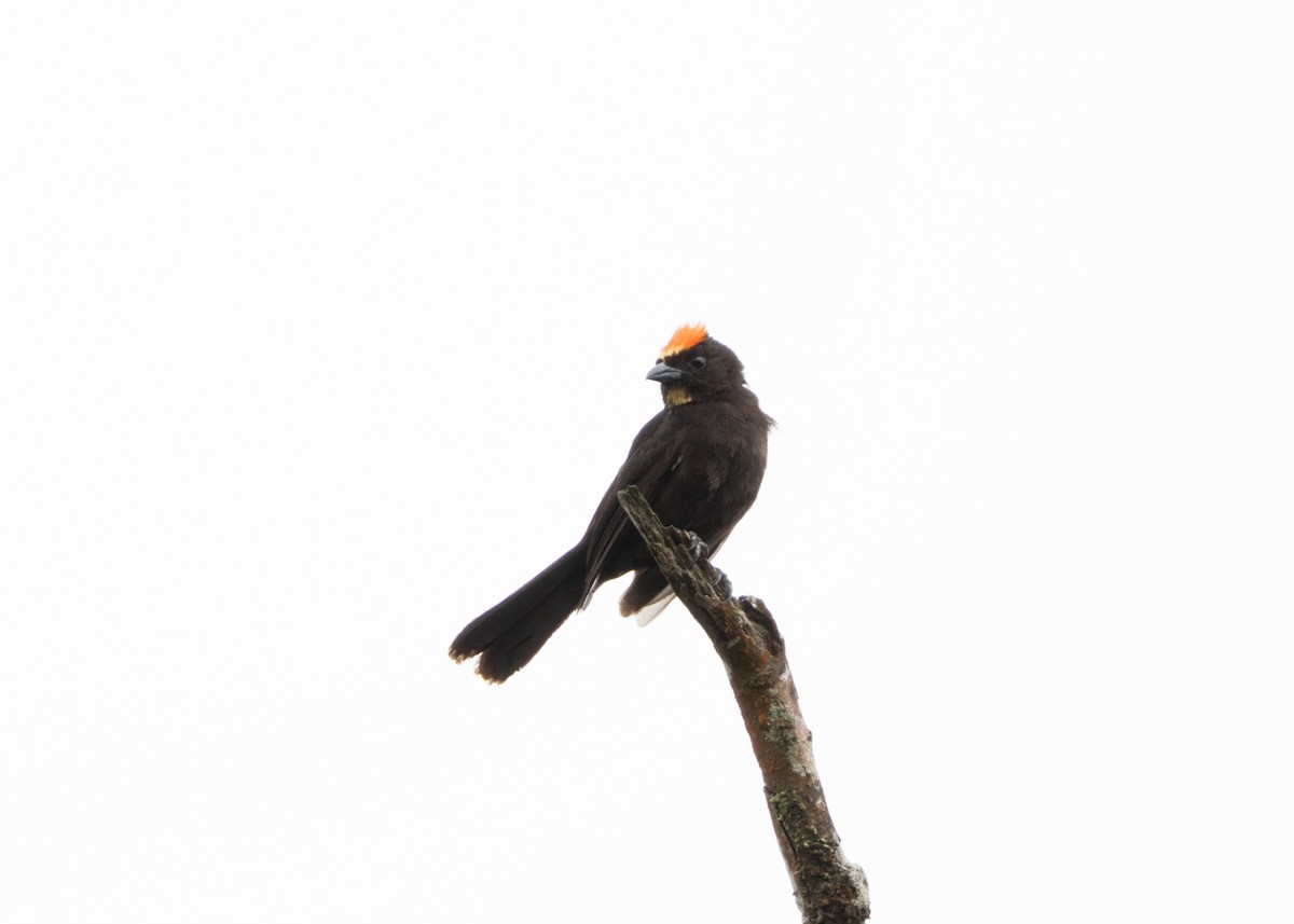 Flame-crested Tanager (Flame-crested) - ML626665086