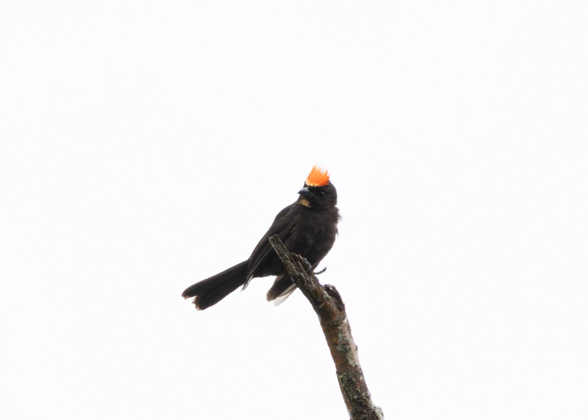 Flame-crested Tanager (Flame-crested) - ML626665090