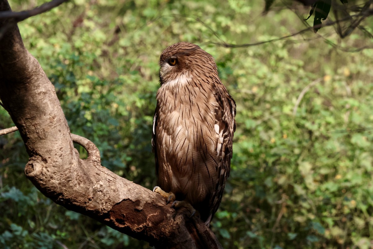 Brown Fish-Owl - ML626665095