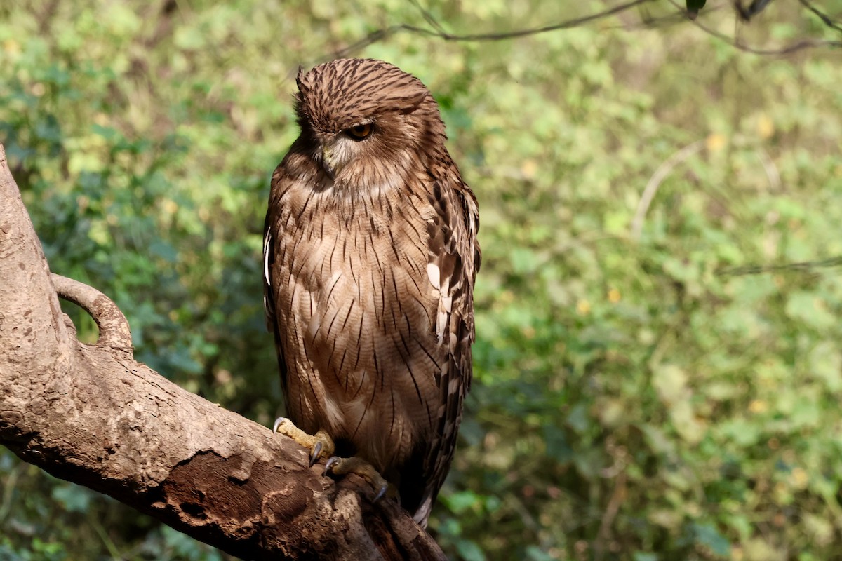 Brown Fish-Owl - ML626665096