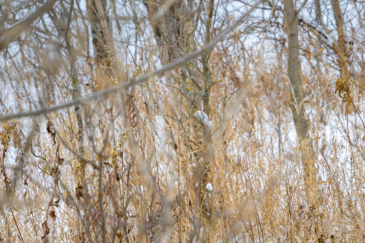 Redpoll - ML626665230