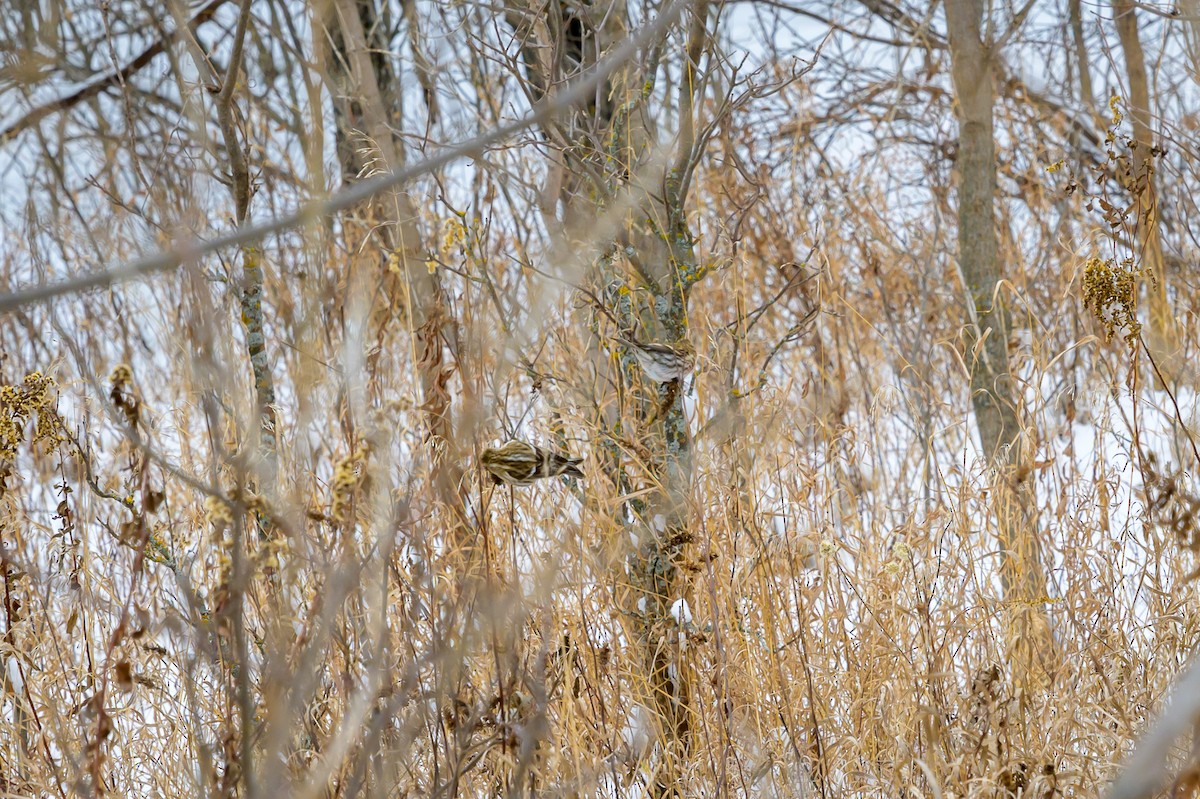 Redpoll - ML626665231