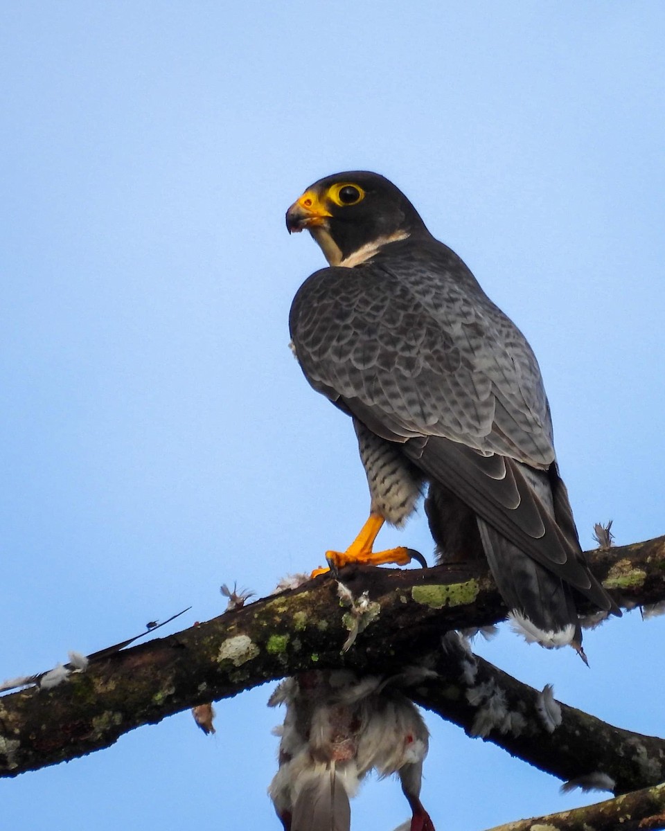 Peregrine Falcon - ML626665275