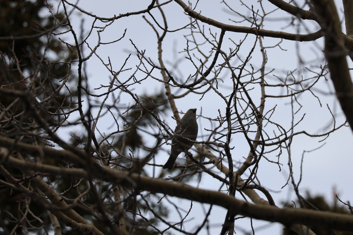 Pine Grosbeak - ML626665350