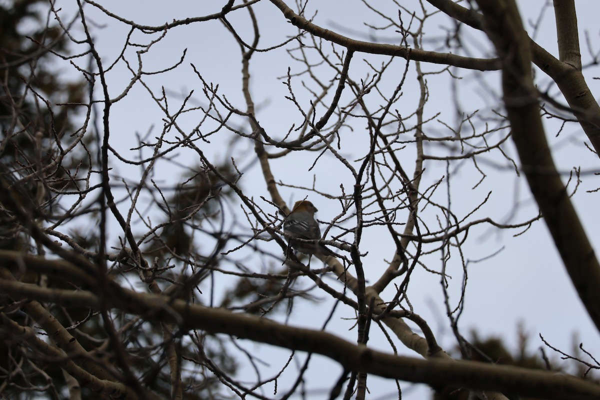 Pine Grosbeak - ML626665351