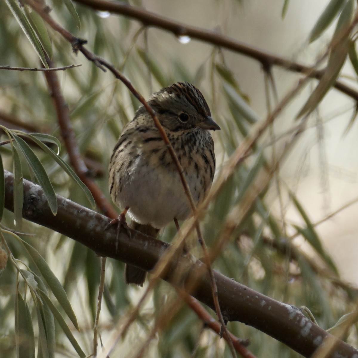 Lincoln's Sparrow - ML626665414