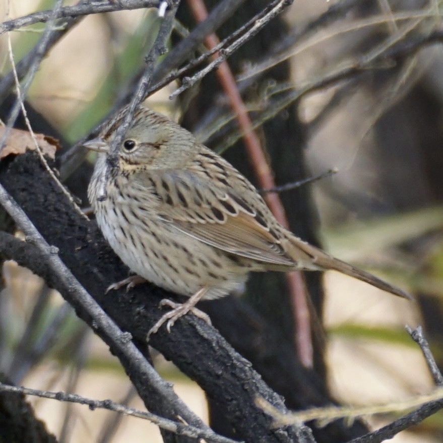 Lincoln's Sparrow - ML626665415