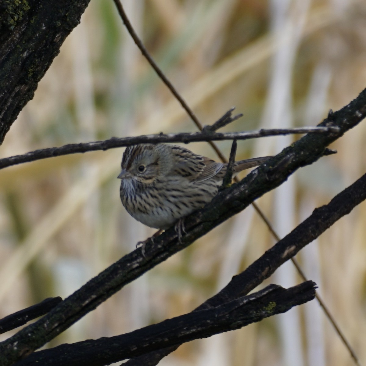 Lincoln's Sparrow - ML626665416