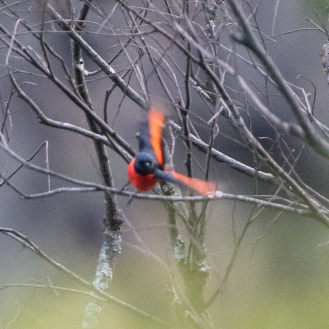 Scarlet Minivet - ML626665425