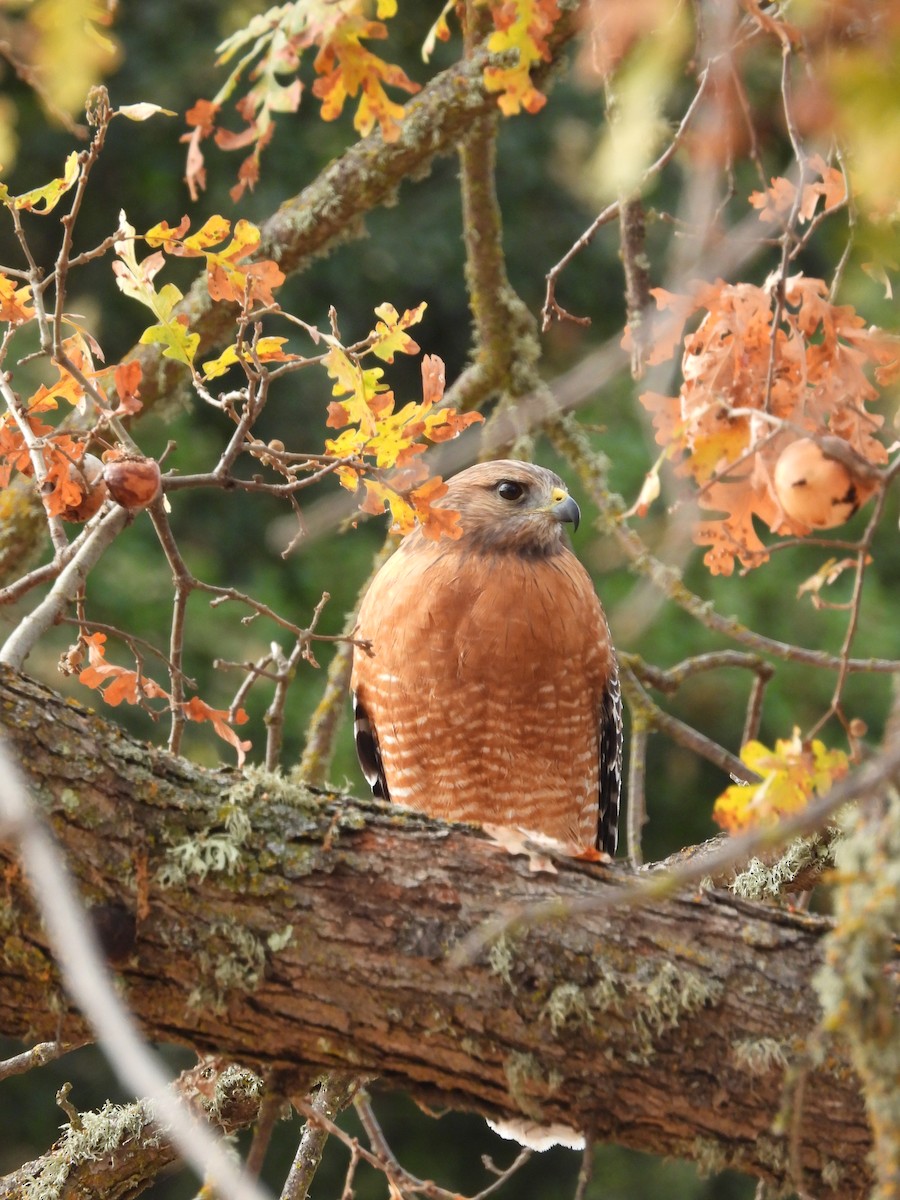 Red-shouldered Hawk - ML626665455