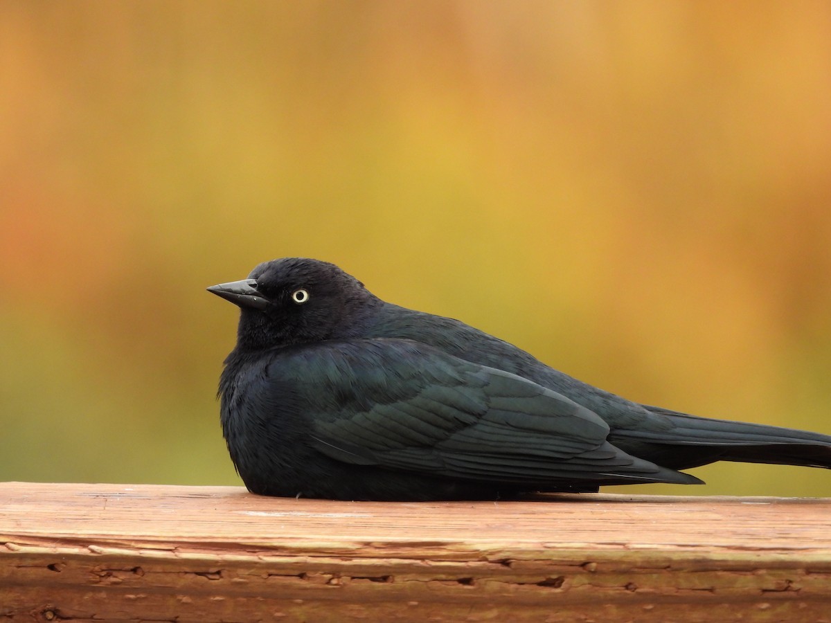 Brewer's Blackbird - ML626665469