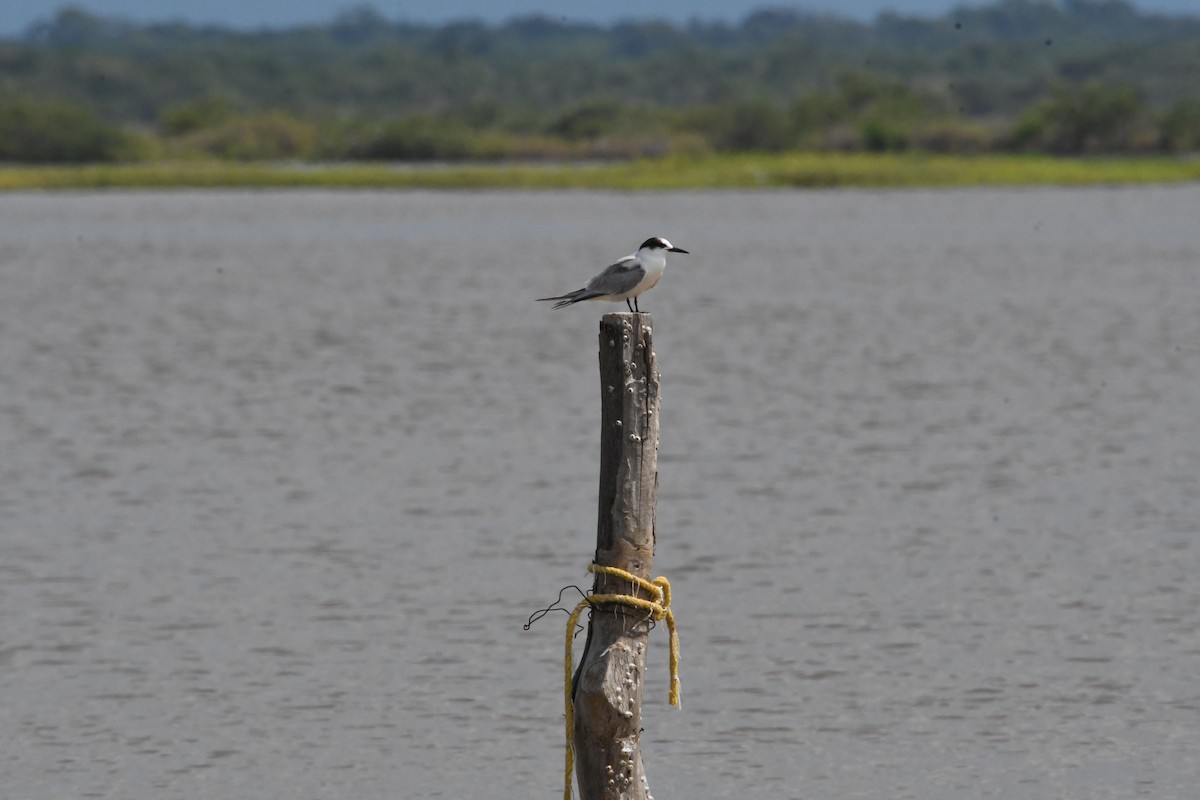 Эгэл хараалай - ML626665554