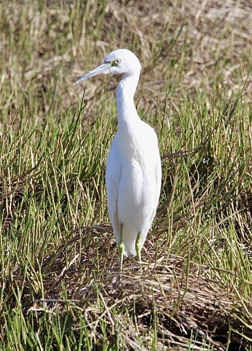 Little Blue Heron - ML626665585