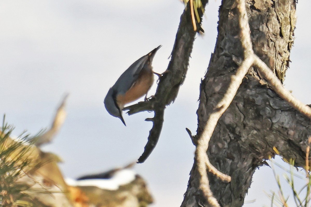 Eurasian Nuthatch - ML626665689