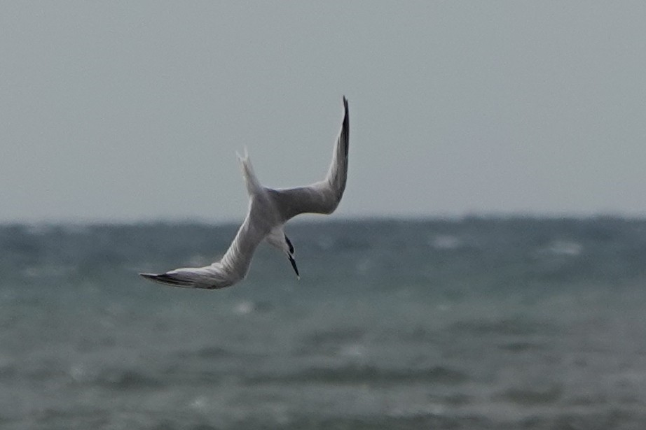 Sandwich Tern - ML626665933