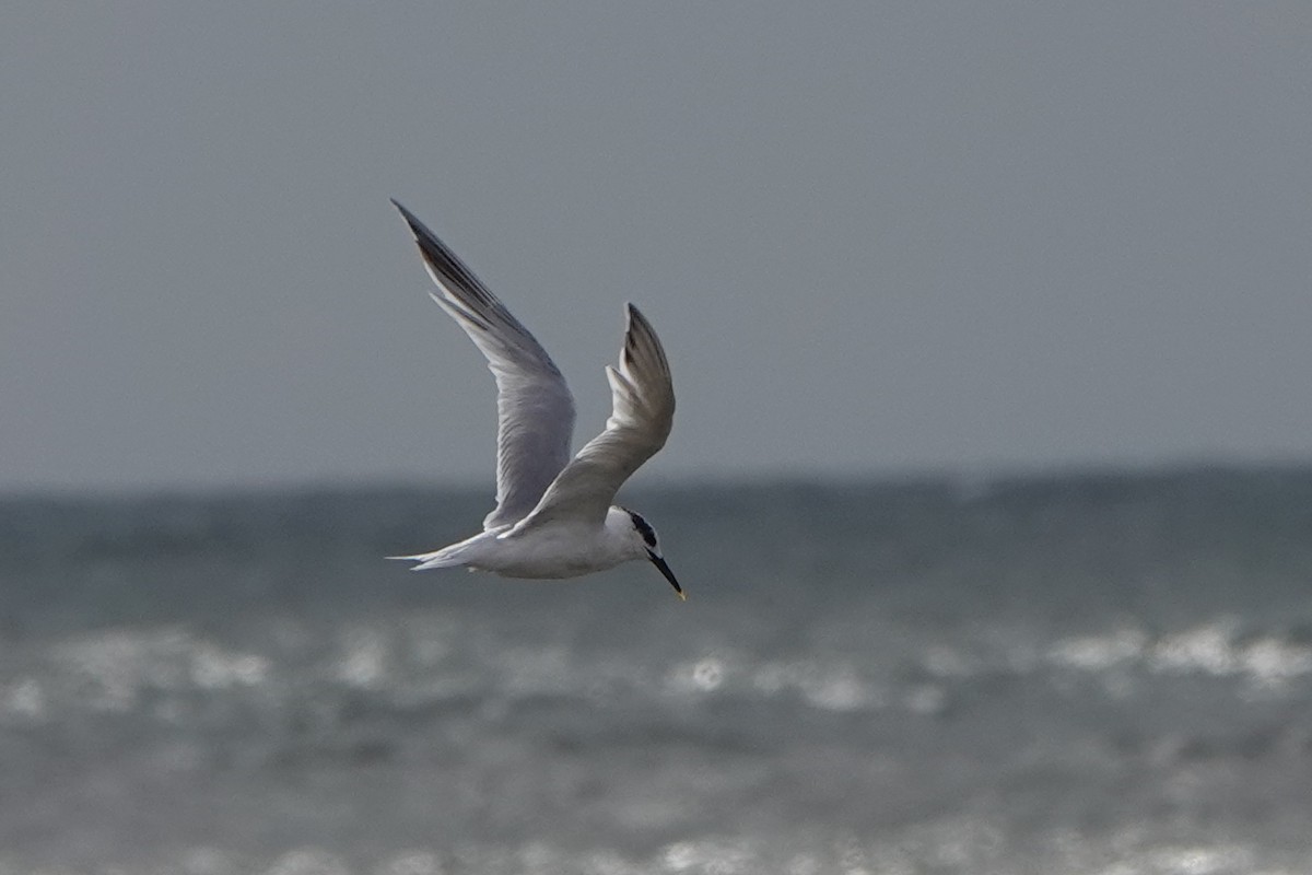 Sandwich Tern - ML626665934