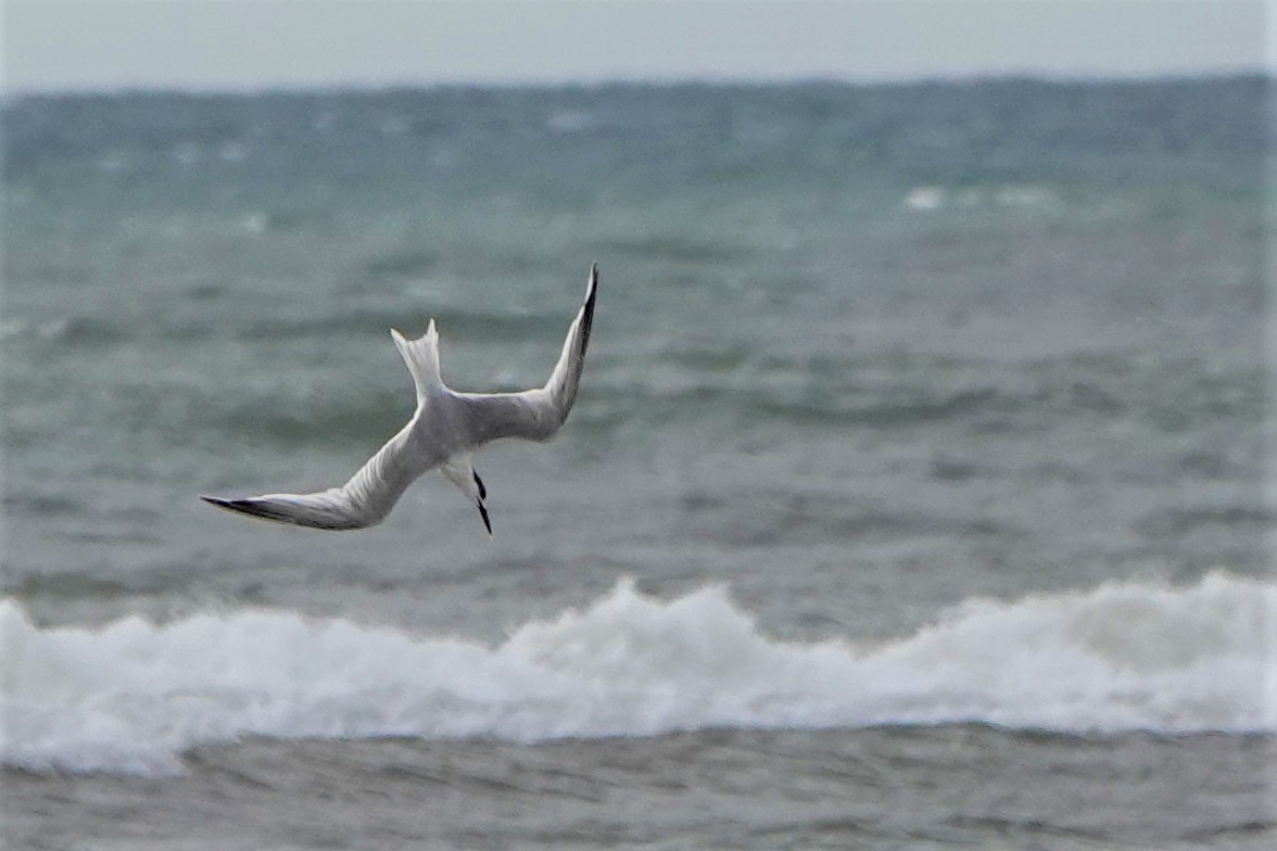 Sandwich Tern - ML626665935