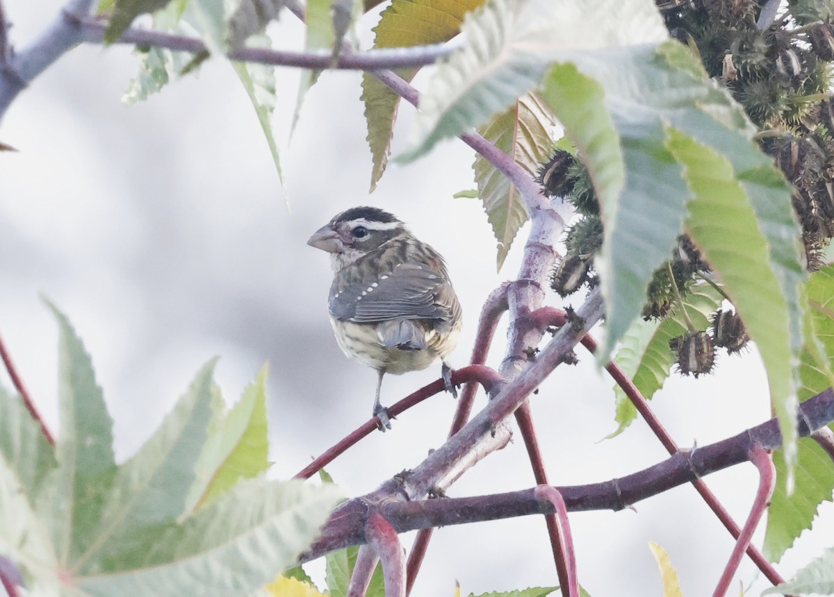 Rose-breasted Grosbeak - ML626665964