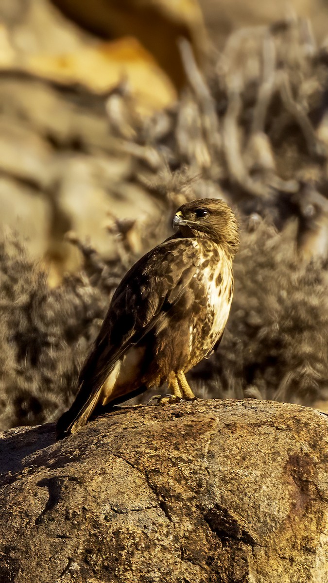 Buse variable (insularum) - ML626665980