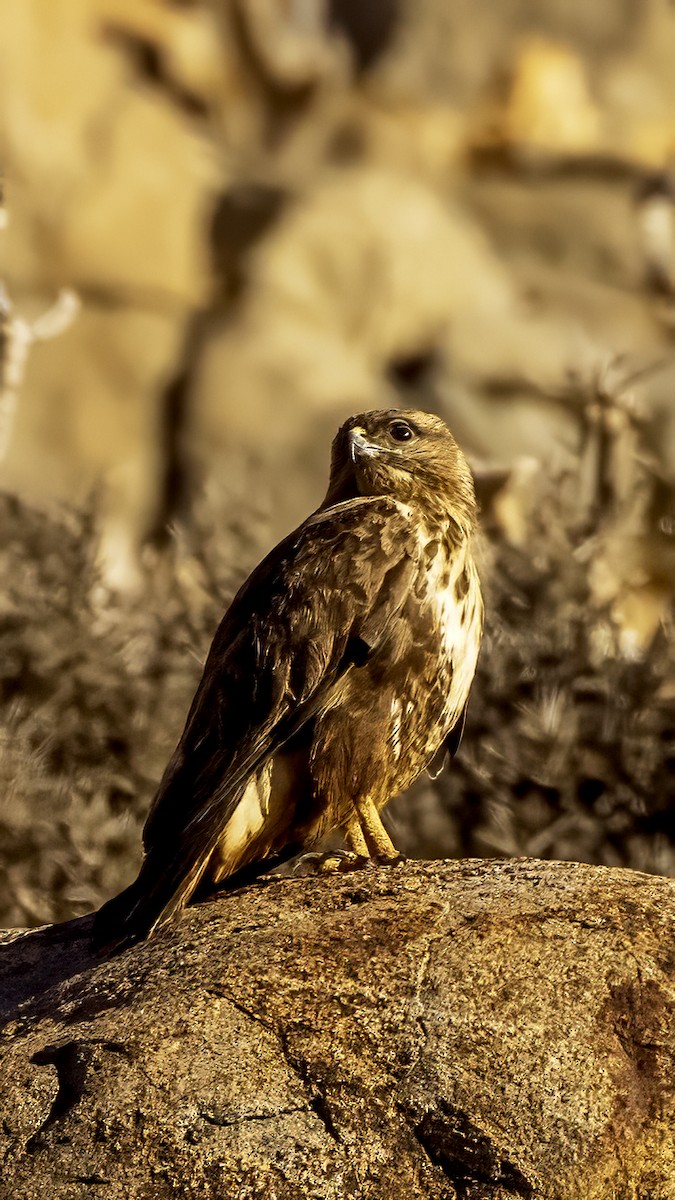 Buse variable (insularum) - ML626665986