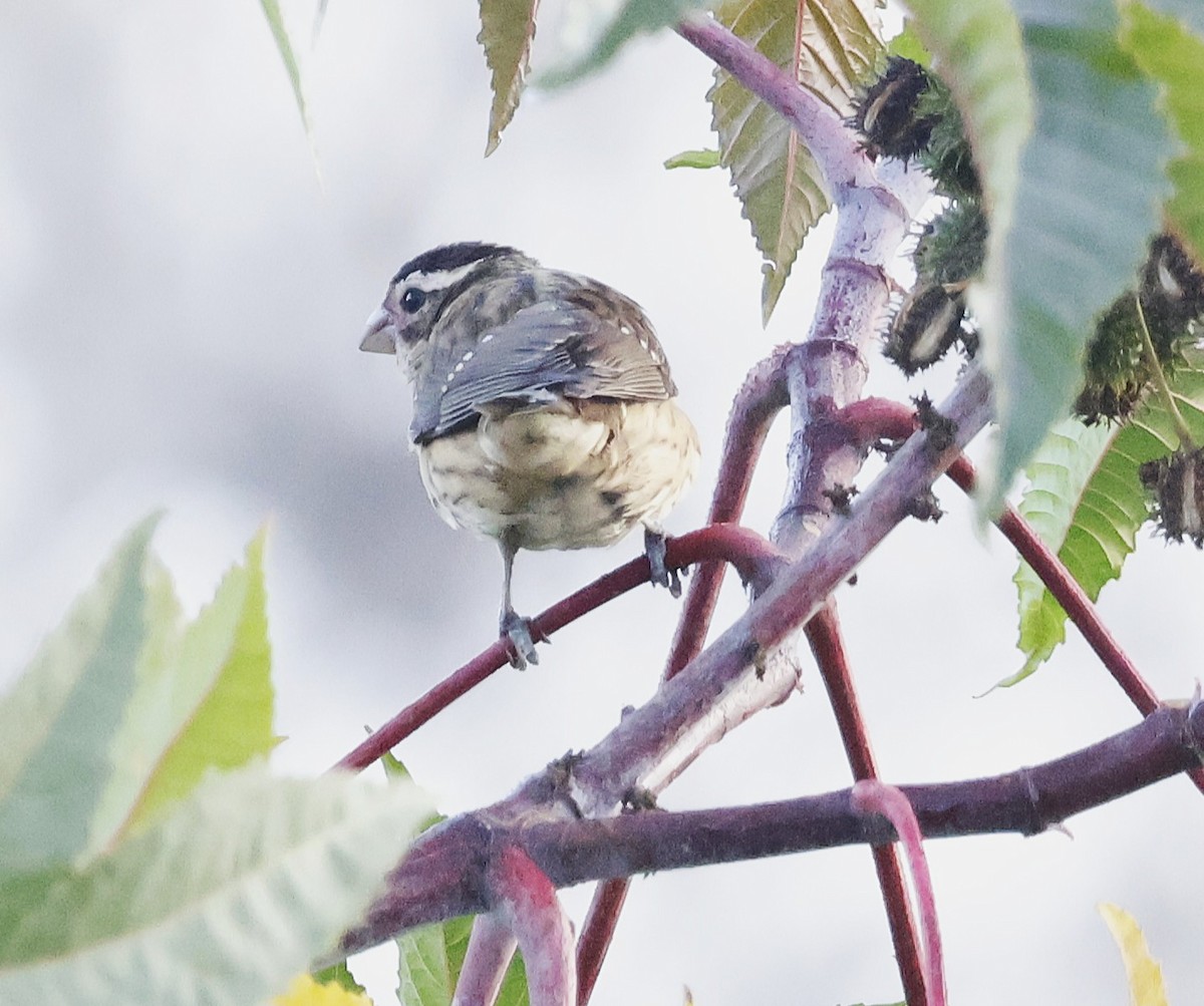 Rose-breasted Grosbeak - ML626666050