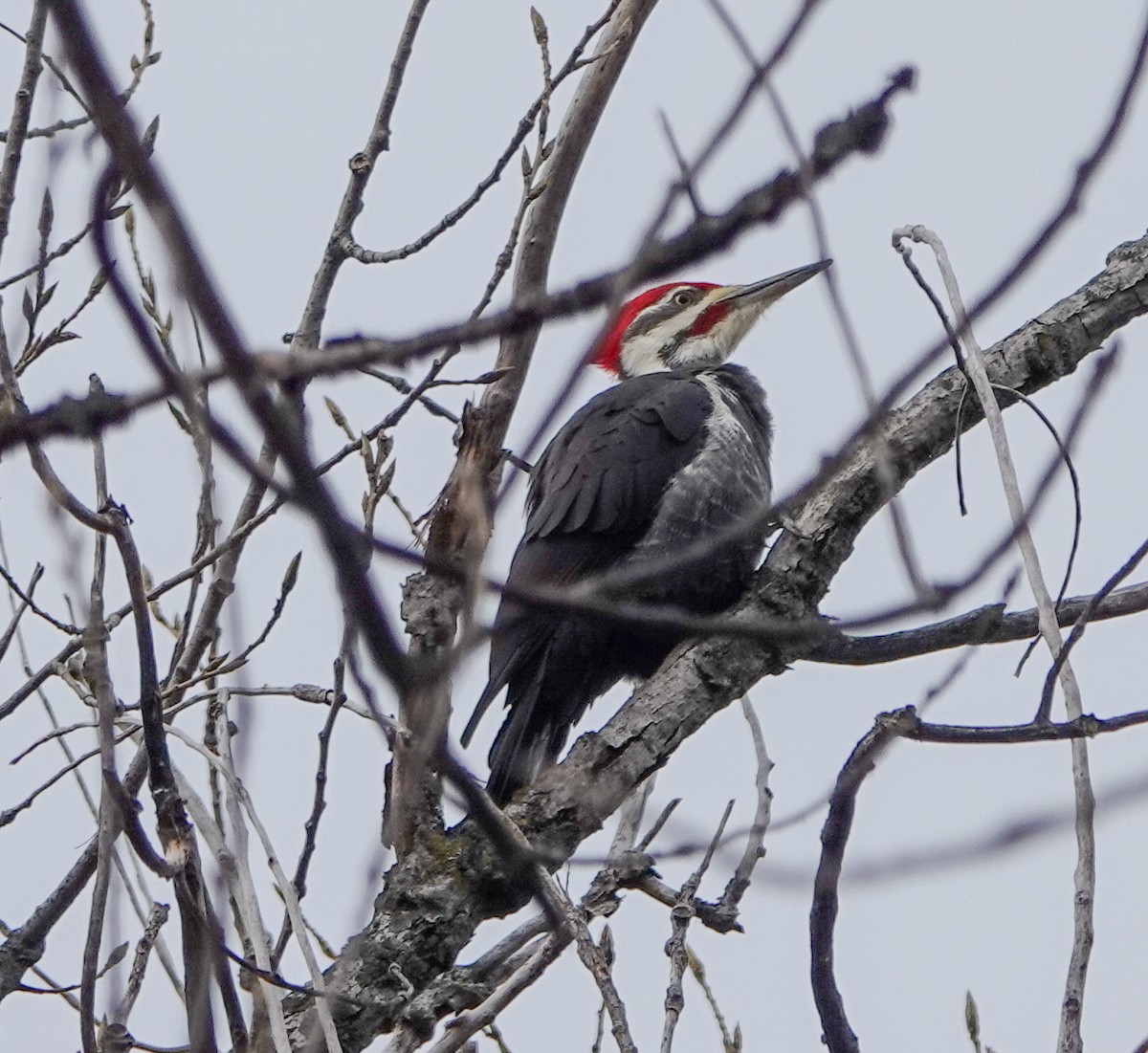 Pileated Woodpecker - ML626666060