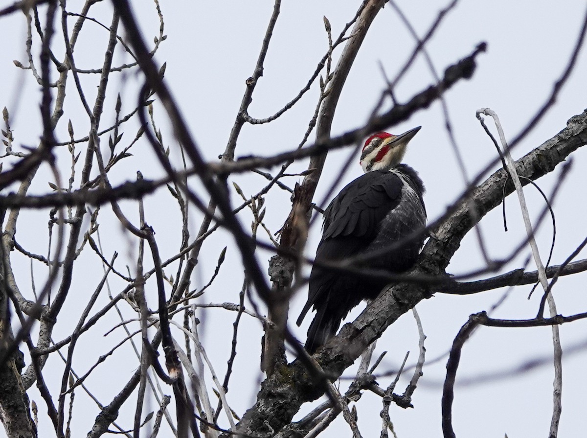 Pileated Woodpecker - ML626666061