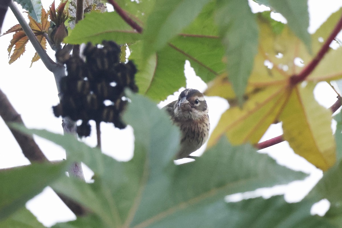 Rose-breasted Grosbeak - ML626666081