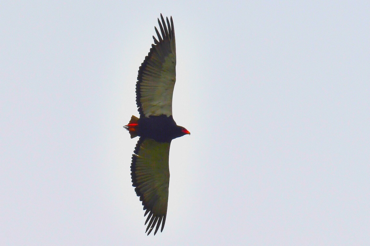 Bateleur - ML626666272