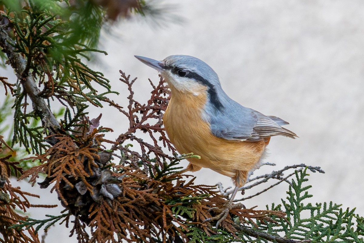 Eurasian Nuthatch - ML626666398