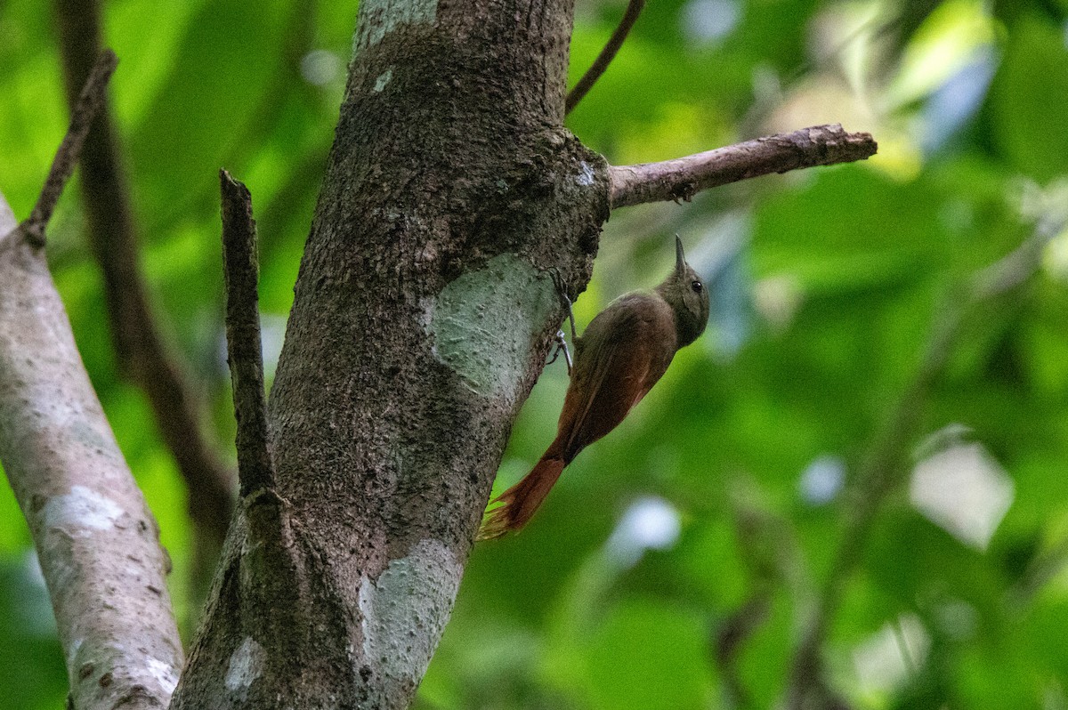 Olivaceous Woodcreeper - ML626666409