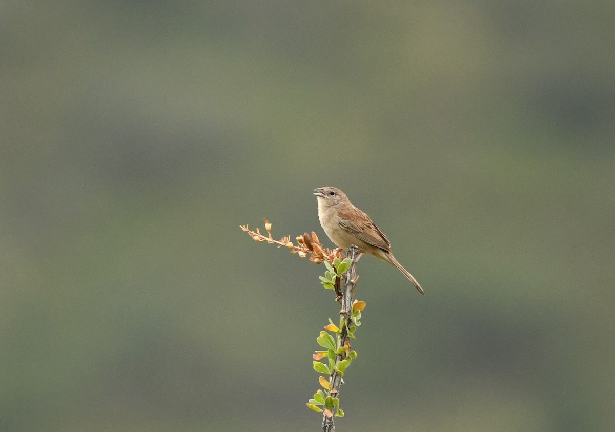 Botteri's Sparrow - Alise Baer