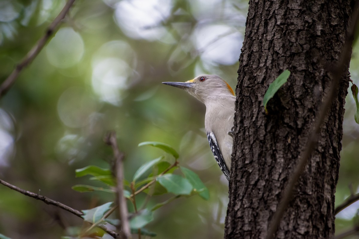 Golden-fronted Woodpecker - ML626666455