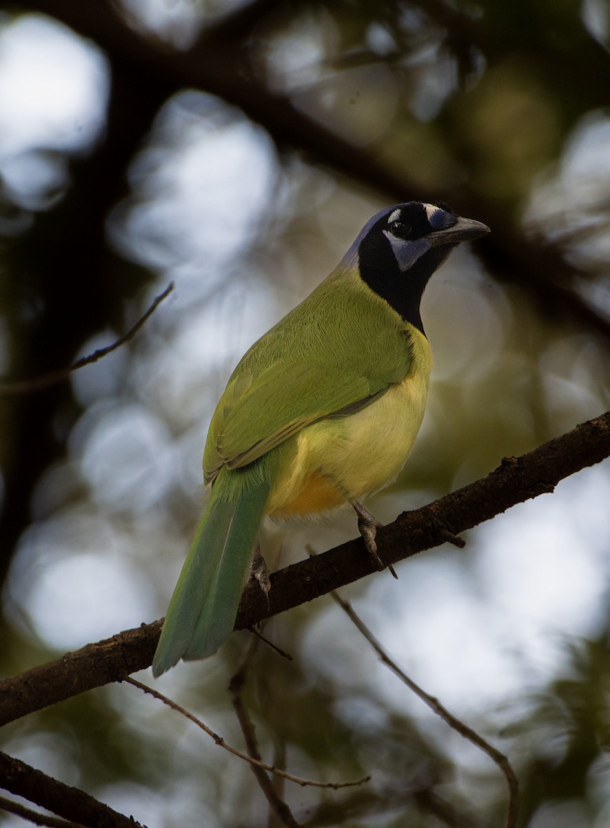 Green Jay - ML626666466