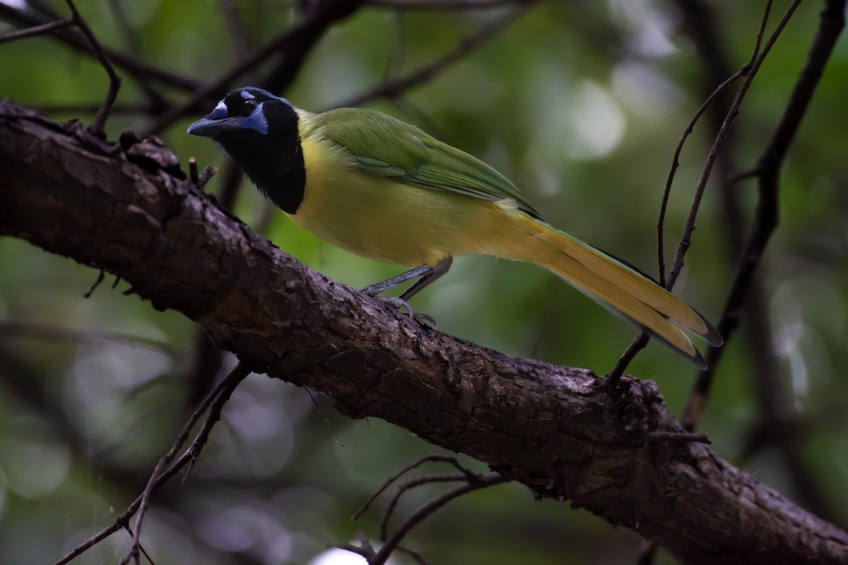 Green Jay - ML626666467